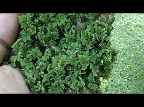 Azolla how to plant how to grow azolla Tagalog paano magtanim .